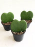 Hoya Kerrii Plant or Heart Plant with Green coloured leaves
