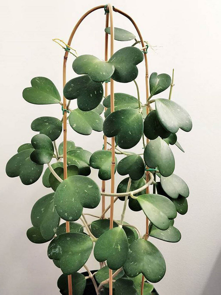 Hoya Kerrii