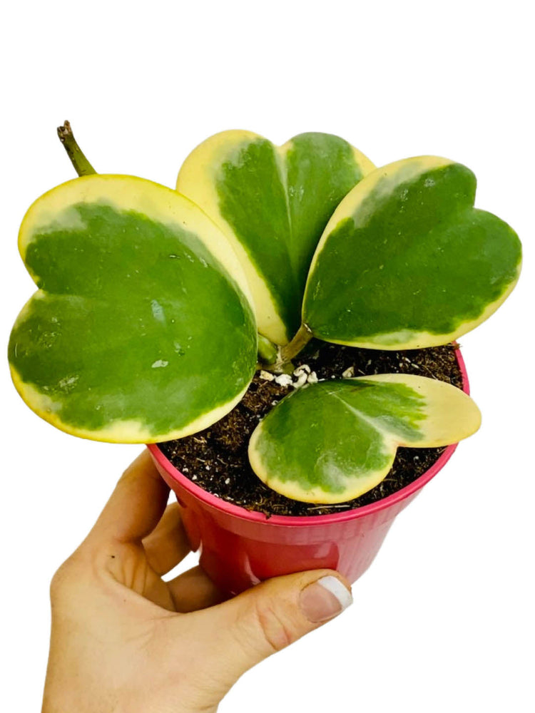 Hoya Kerrii Variegated Plant or Heart Plant with Green, yellow coloured leaves