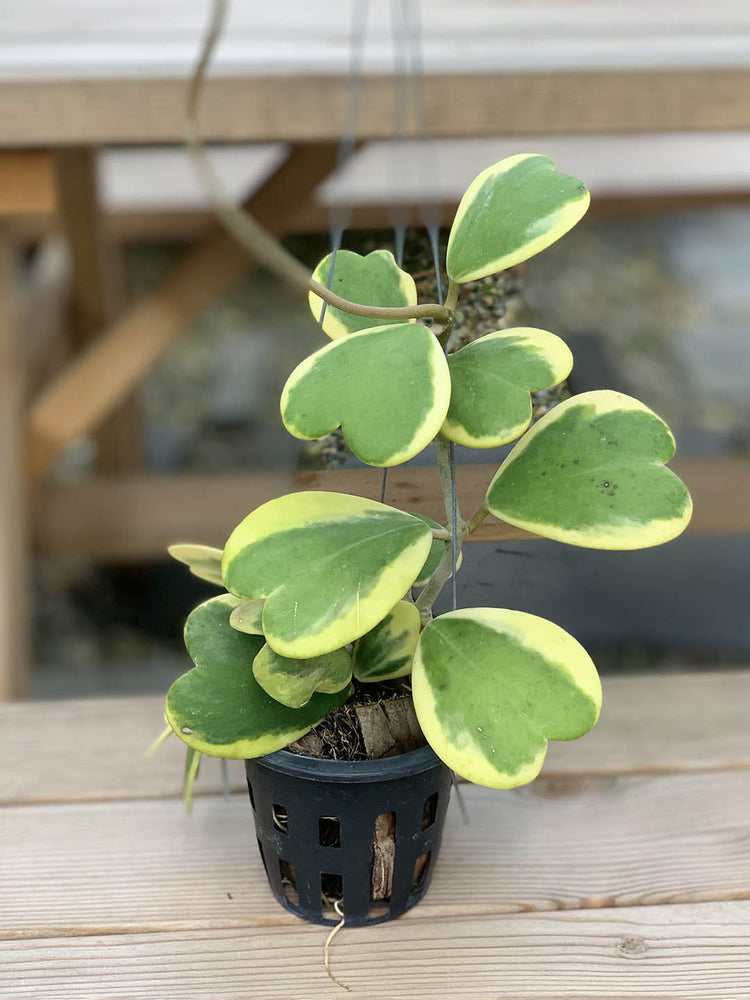 Hoya Kerrii Variegated