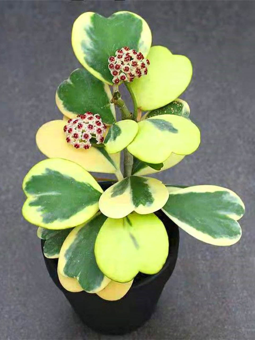 Hoya Kerrii Variegated