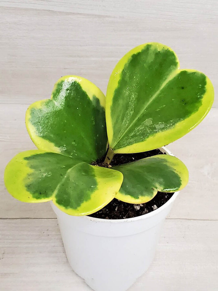 Hoya Kerrii Variegated