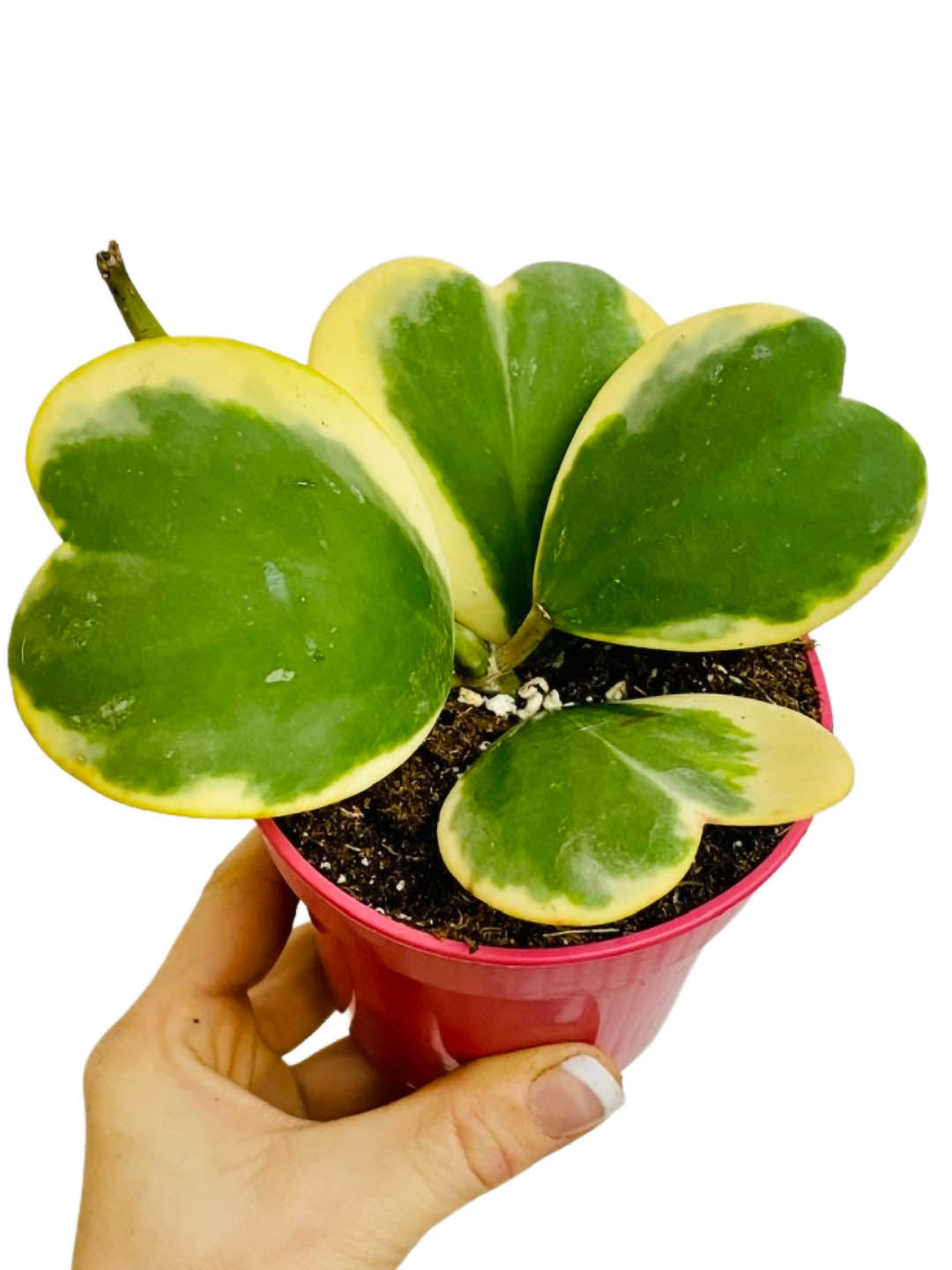 Hoya Kerri 4 Leaves Plant or Heart Plant with Green, yellow coloured leaves