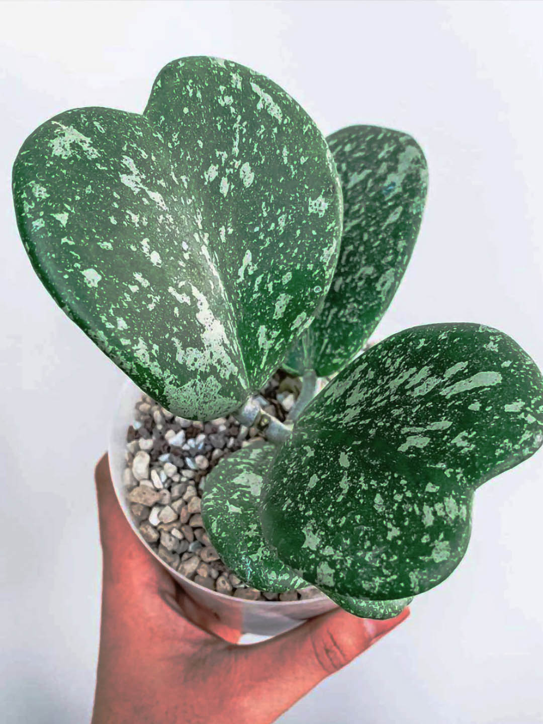 Hoya Kerrii Splash Plant or Heart Plant with White/Silver, Green coloured leaves and White, Red coloured flower 