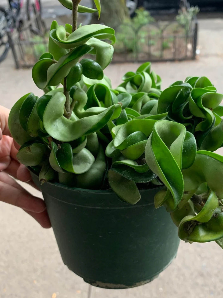 Hoya Carnosa Twisted Plant or Twisted Hoya,Indian Rope Hoya with Green coloured leaves