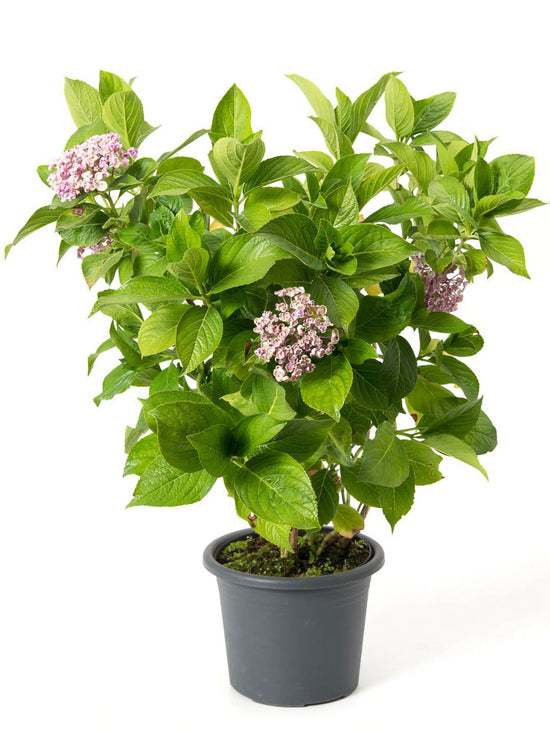 Hydrangea Macrophylla Plant or Hydrangea with Green coloured leaves and Light Pink coloured flower 