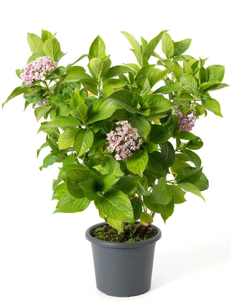 Hydrangea Macrophylla Plant or Hydrangea with Green coloured leaves and Light Pink coloured flower 