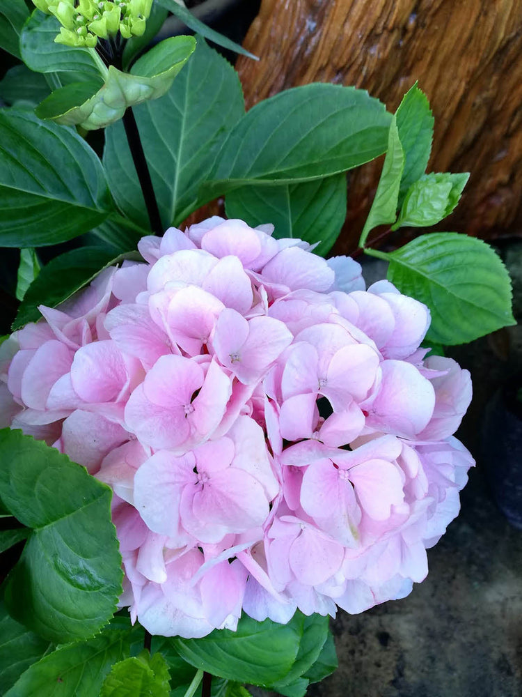Hydrangea Macrophylla