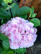 Hydrangea Macrophylla