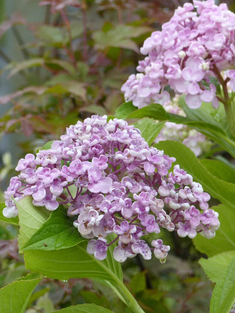 Hydrangea Macrophylla