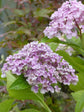 Hydrangea Macrophylla