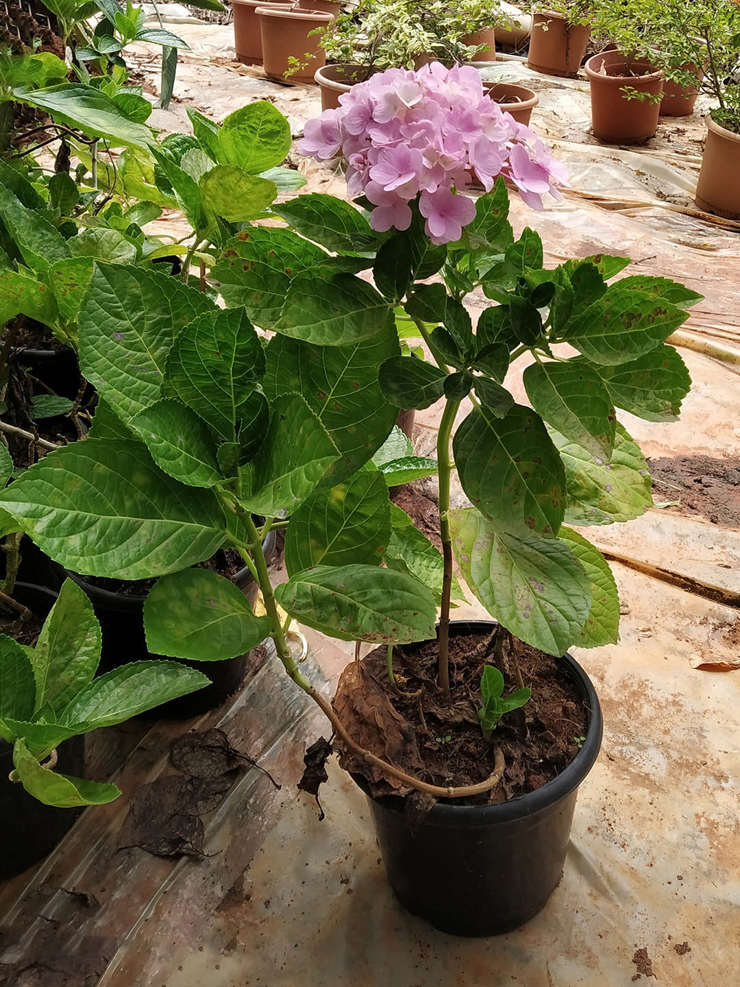 Hydrangea Macrophylla Serrata Plant or Hydrangea with Green coloured leaves and Lavender coloured flower 