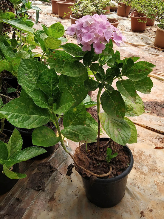Hydrangea Macrophylla Serrata Plant or Hydrangea with Green coloured leaves and Lavender coloured flower 