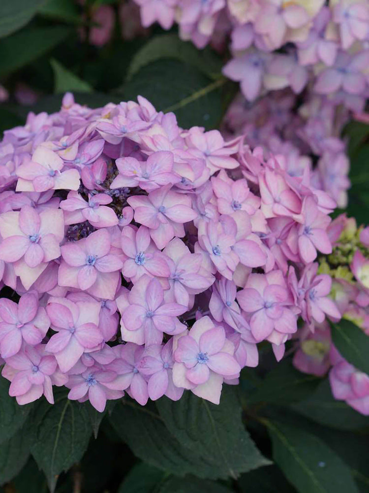 Hydrangea Macrophylla Serrata 