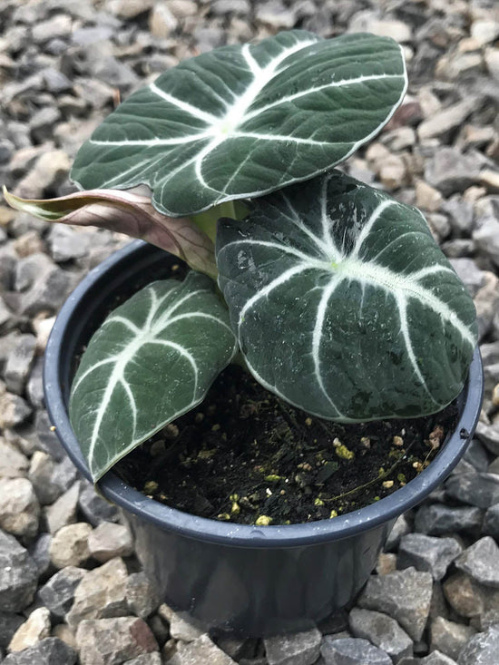 Alocasia Reginula Black Velvet Plant or Alocasia reginula (Little Queen) with Dark green with white veins coloured leaves and Pale yellow coloured flower 