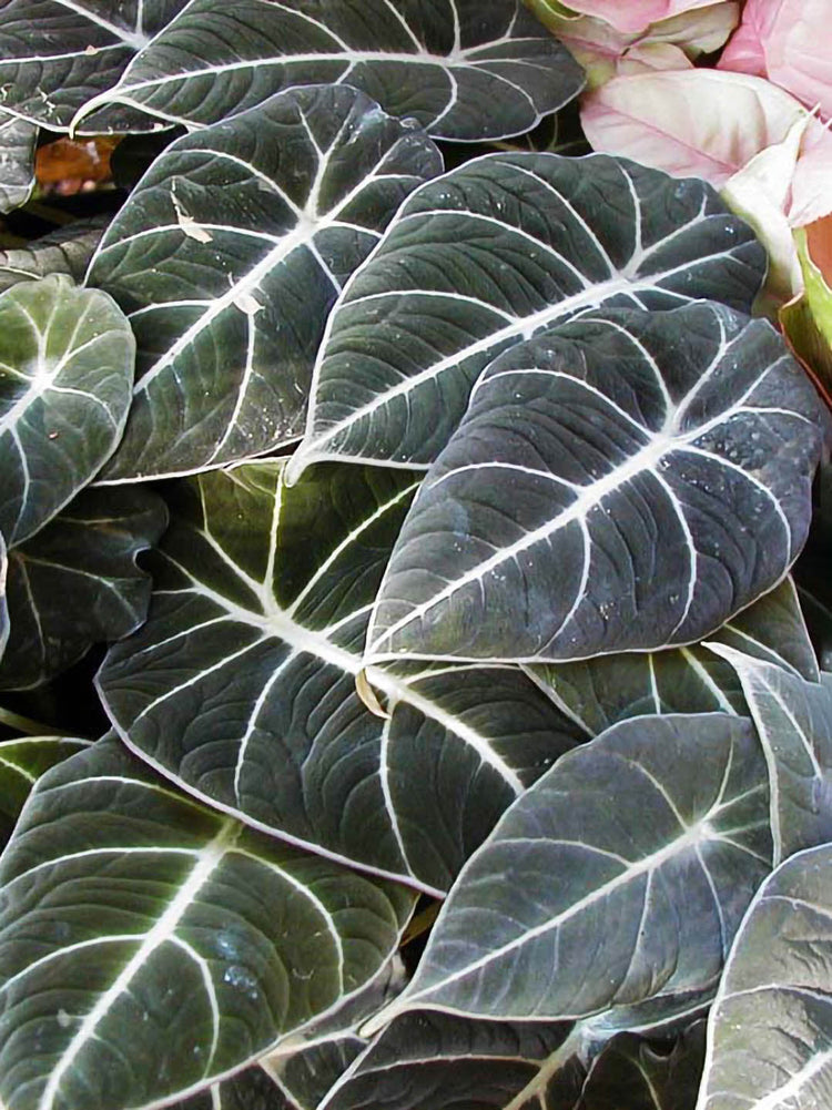 Alocasia Reginula Black Velvet 