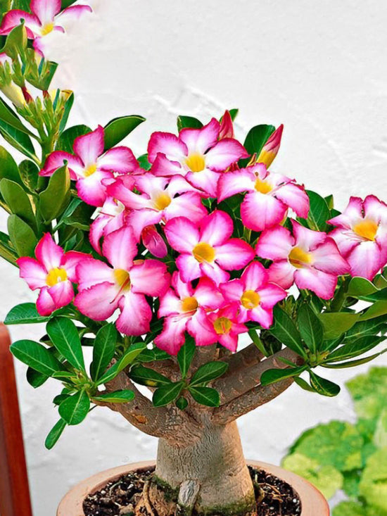 Adenium Obesum Pink Plant or Desert Rose with Green coloured leaves and Pink coloured flower 