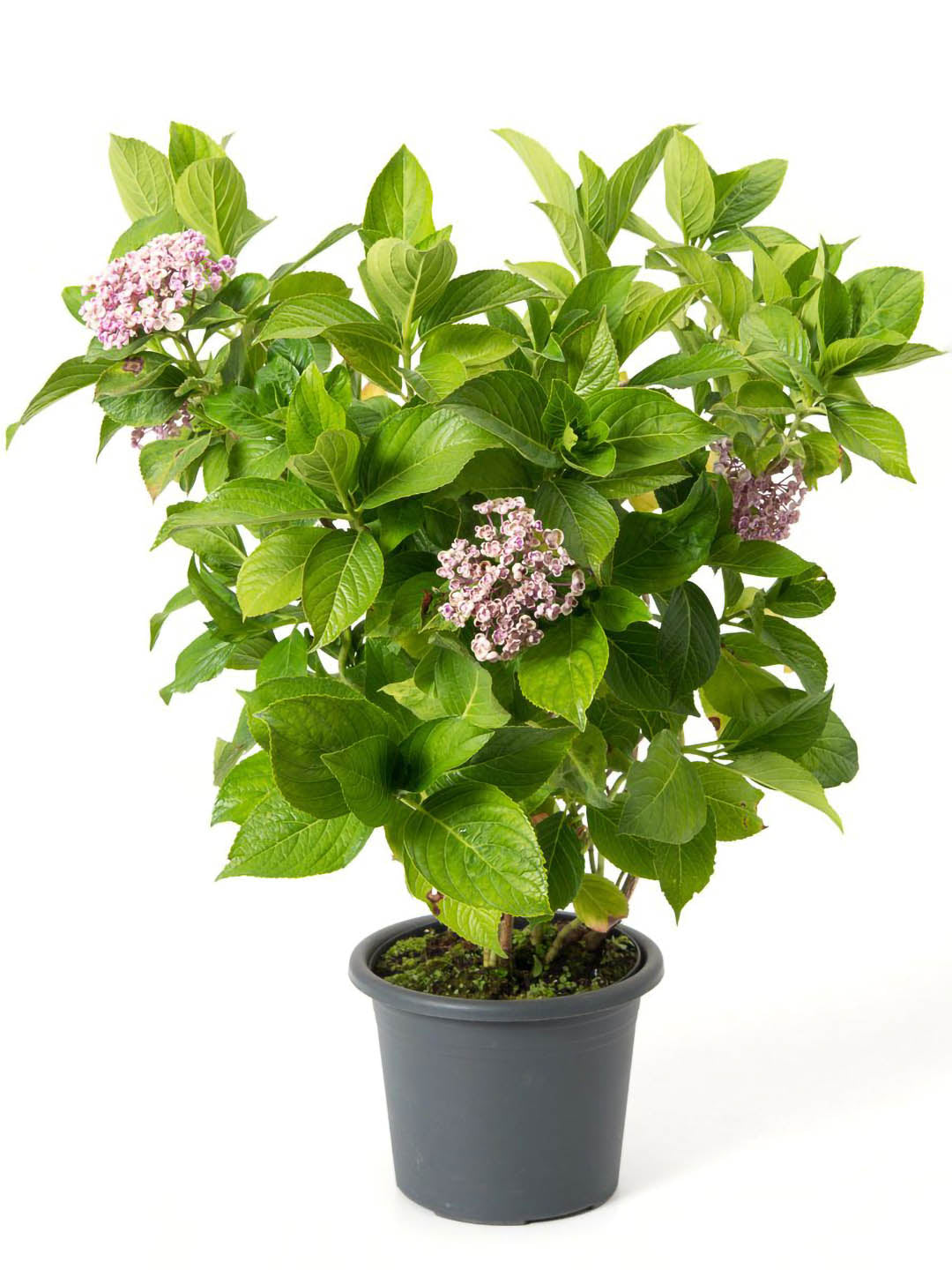 Hydrangea Macrophylla Ayesha Plant or Hydrangea with Green coloured leaves and Purple coloured flower 