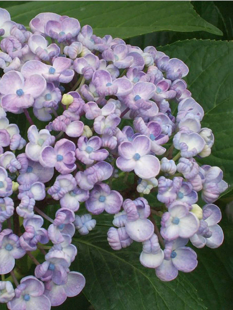 Hydrangea Macrophylla Ayesha 