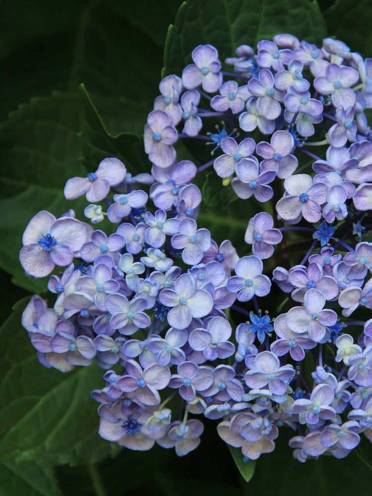 Hydrangea Macrophylla Ayesha 