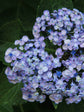Hydrangea Macrophylla Ayesha 