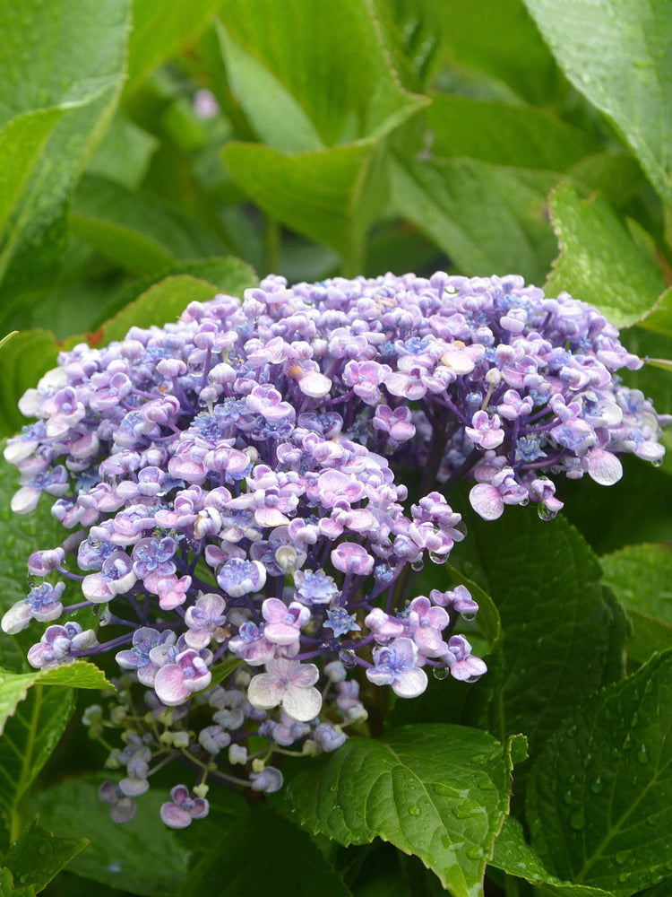 Hydrangea Macrophylla Ayesha 
