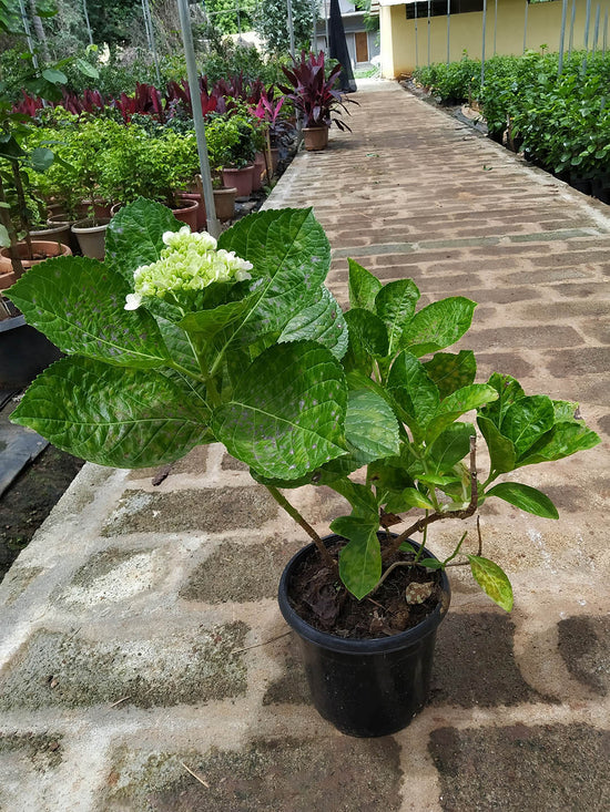 Hydrangea Macrophylla Clarissa Plant or Hydrangea with Dark Green coloured leaves and White and Green coloured flower 