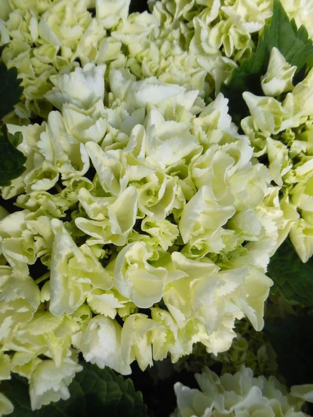 Hydrangea Macrophylla Clarissa 