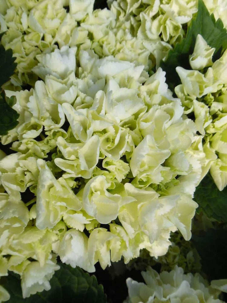 Hydrangea Macrophylla Clarissa 