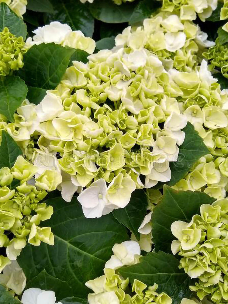 Hydrangea Macrophylla Clarissa 