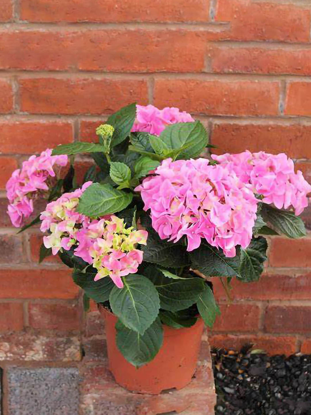 Hydrangea Macrophylla Pink Plant or Let s Dance Big Band with Green coloured leaves and Pink coloured flower 