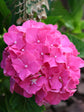 Hydrangea Macrophylla Pink 