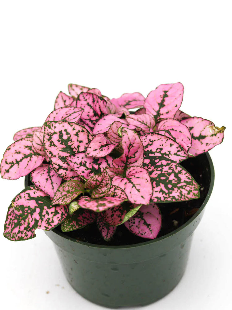 Hypoestes Sanguinolenta Pink Polka Dot Plant or Polka dot plant with Pink with Splashes of Green coloured leaves