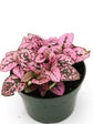 Hypoestes Sanguinolenta Pink Polka Dot Plant or Polka dot plant with Pink with Splashes of Green coloured leaves