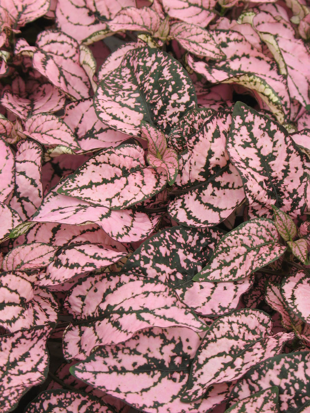 Hypoestes Sanguinolenta Pink Polka Dot 
