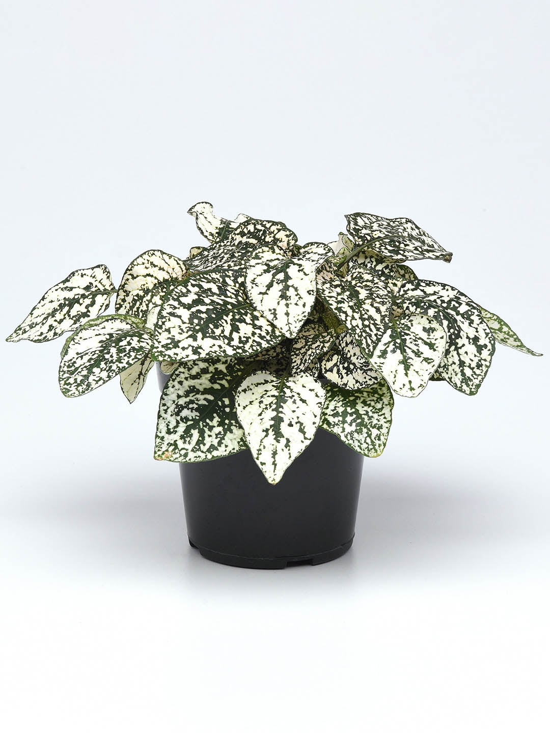 Hypoestes Sanguinolenta White Polka Dot Plant or Polka dot plant with Green with Splashes of White coloured leaves