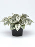 Hypoestes Sanguinolenta White Polka Dot Plant or Polka dot plant with Green with Splashes of White coloured leaves