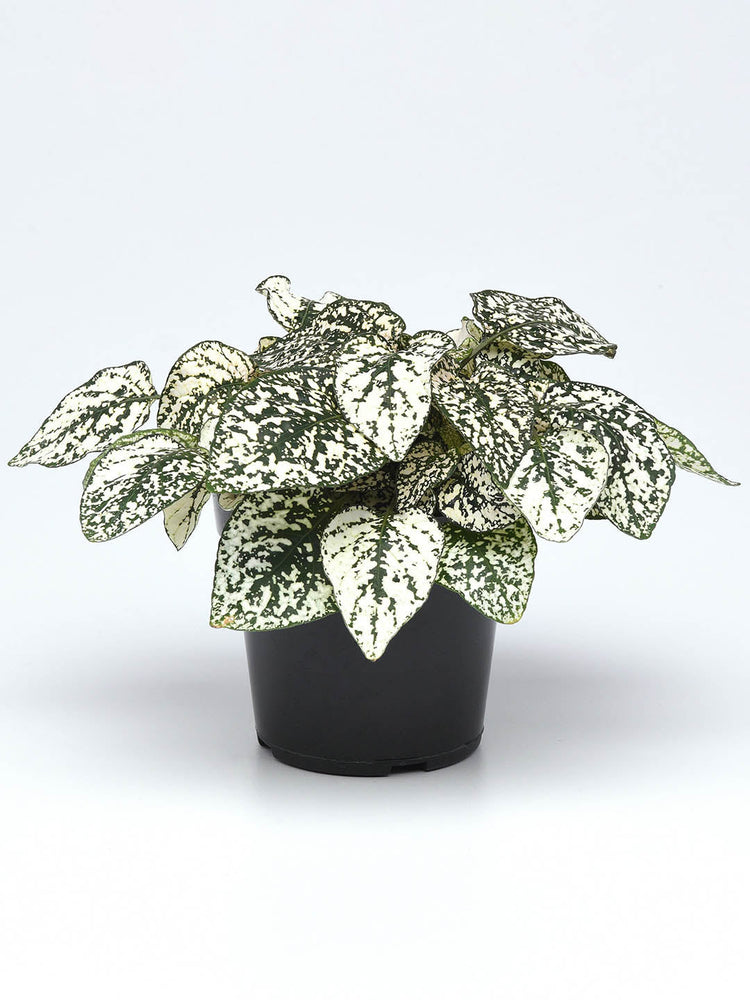 Hypoestes Sanguinolenta White Polka Dot Plant or Polka dot plant with Green with Splashes of White coloured leaves