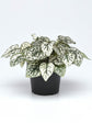 Hypoestes Sanguinolenta White Polka Dot Plant or Polka dot plant with Green with Splashes of White coloured leaves