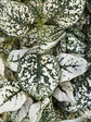 Hypoestes Sanguinolenta White Polka Dot 