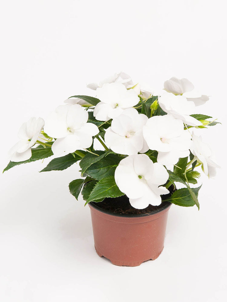 Impatiens Hawkeri White Plant or Impatiens,Balsam with Green coloured leaves and White coloured flower 
