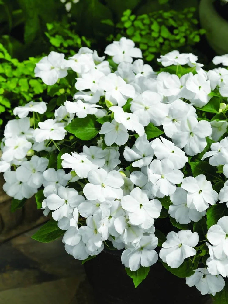 Impatiens Hawkeri White 