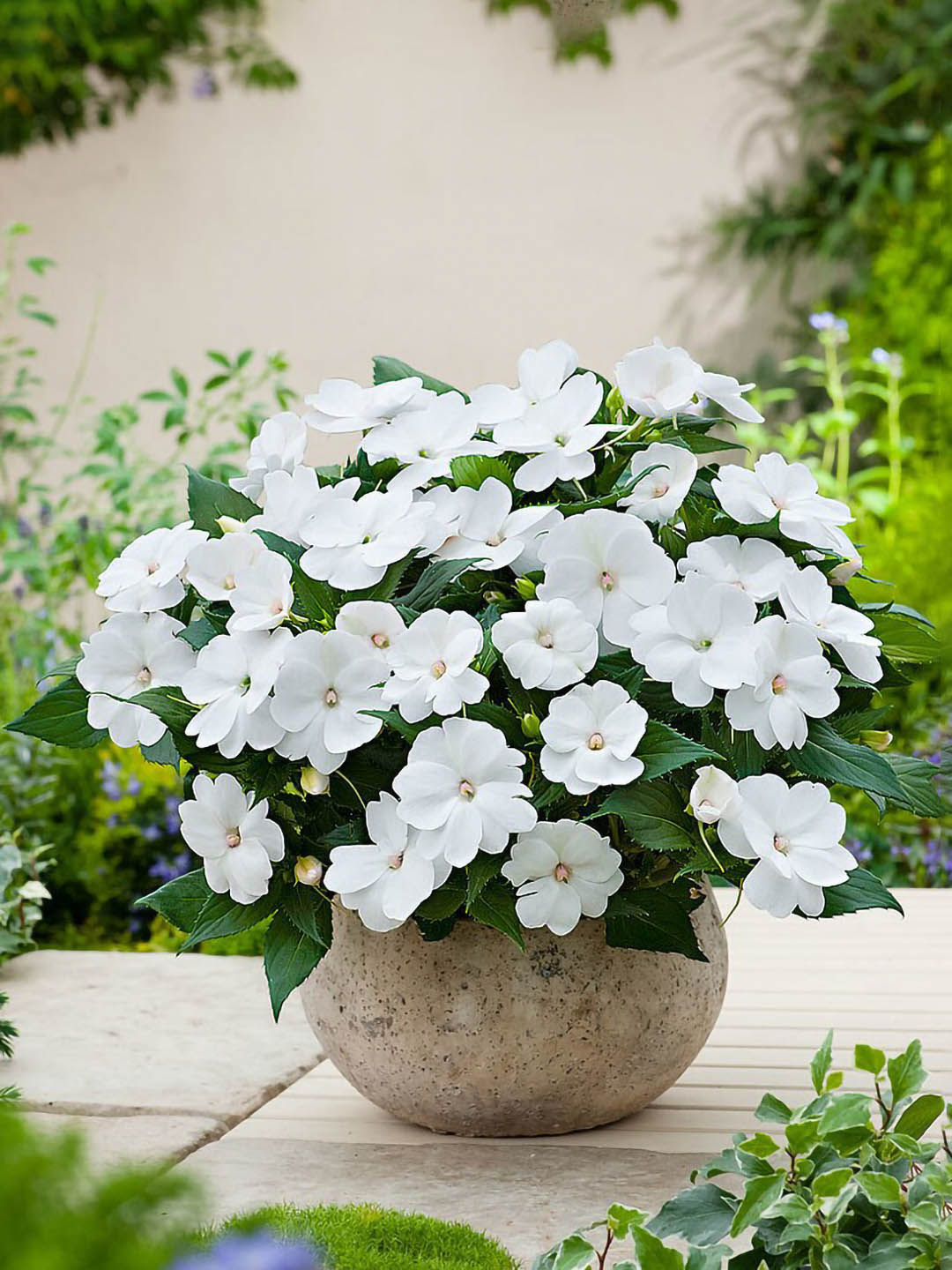 Impatiens Hawkeri White 