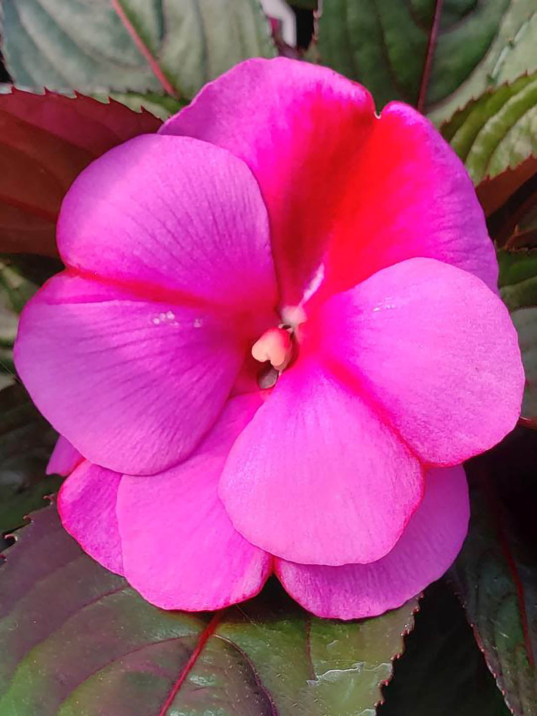 Impatiens New Guinea Accent Pink 