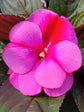 Impatiens New Guinea Accent Pink 