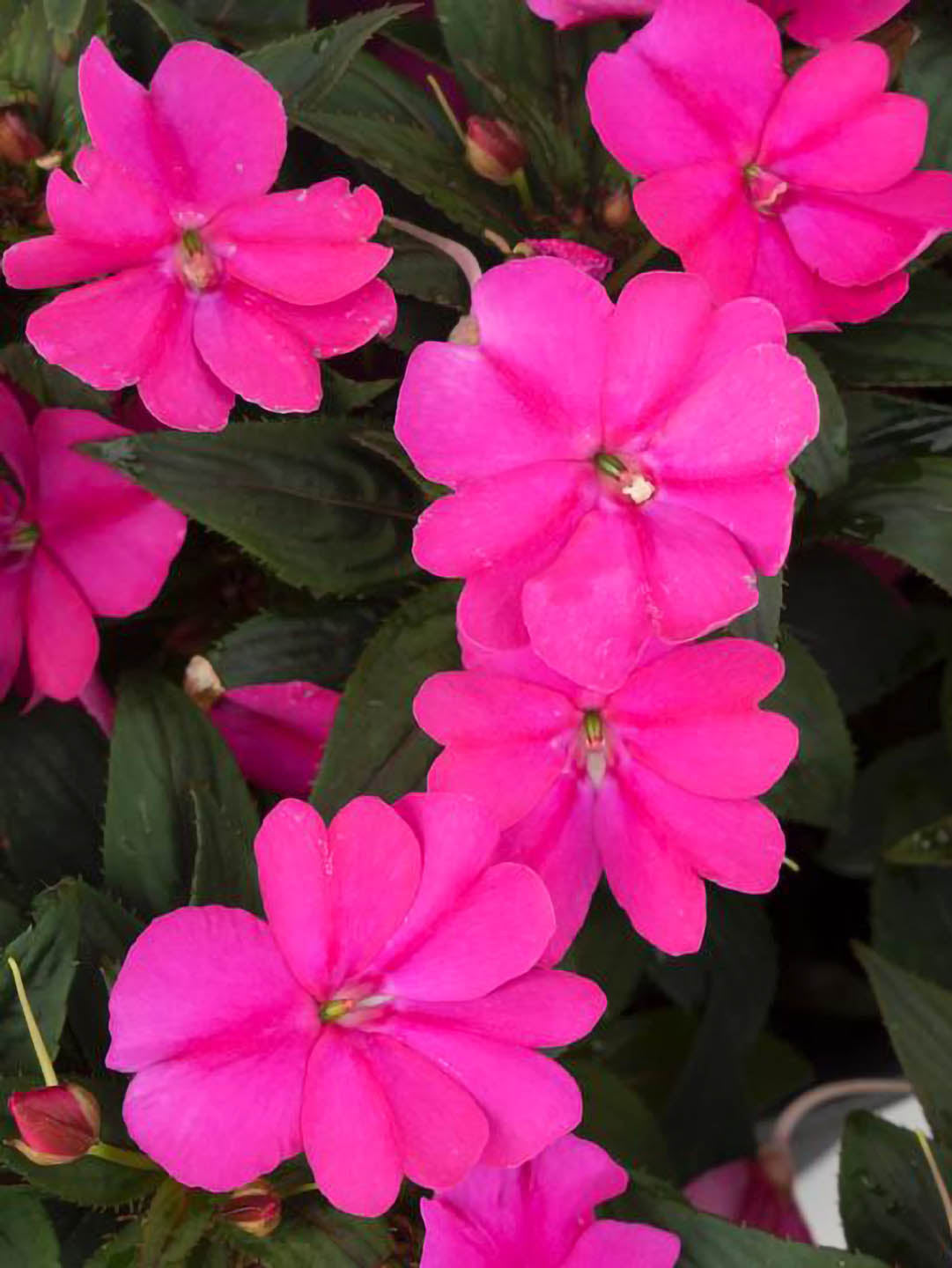 Impatiens New Guinea Accent Pink 
