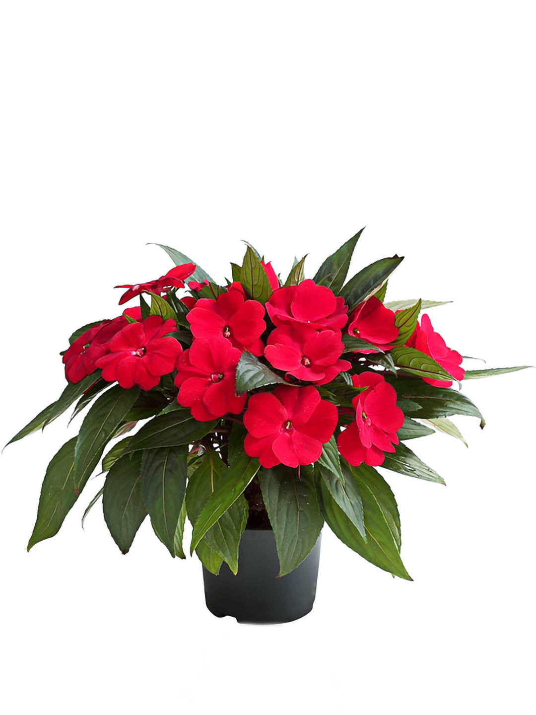 Impatiens Walleriana Red Oak Plant or Impatiens,Balsam with Green coloured leaves and Peach coloured flower 