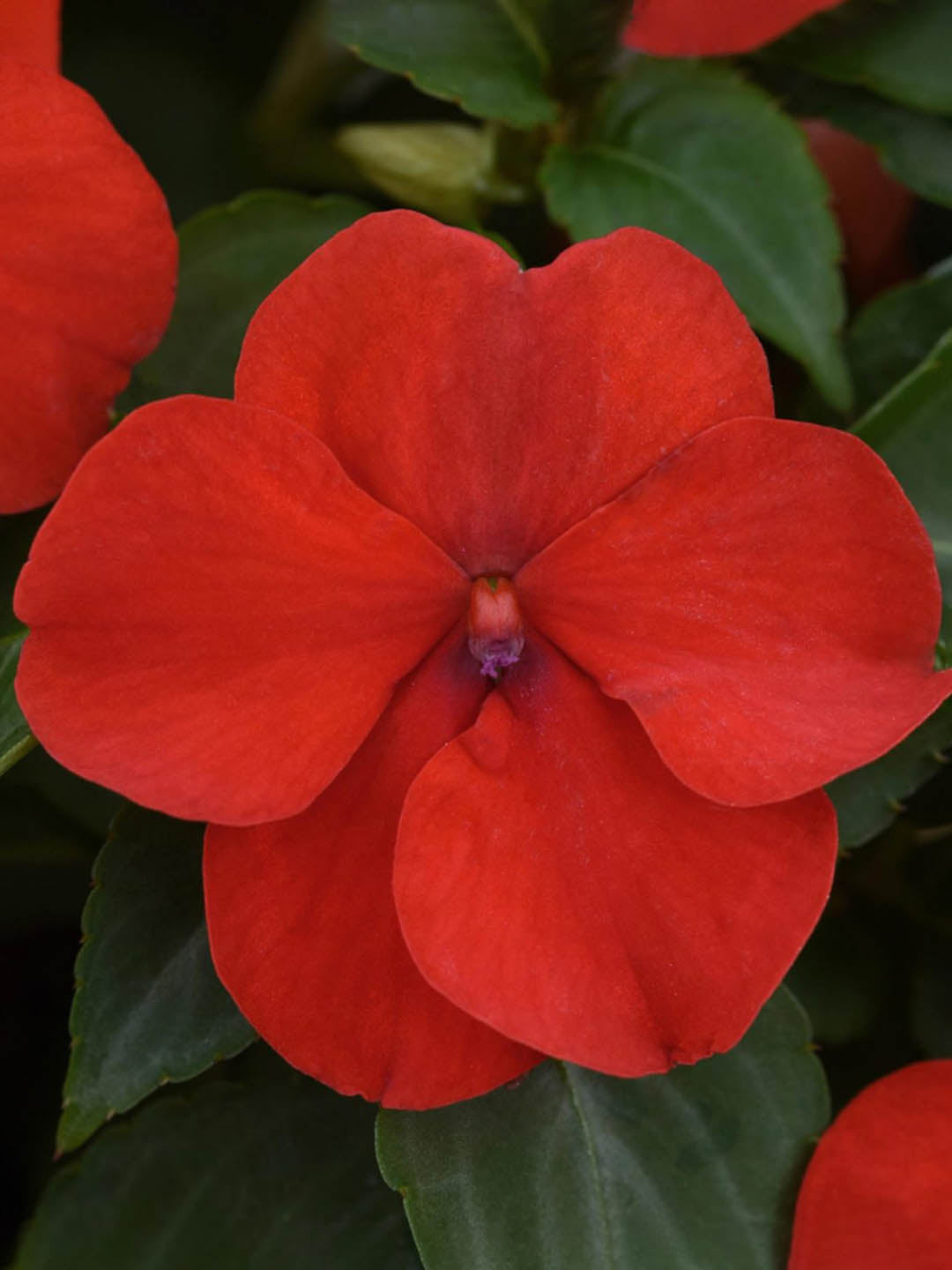 Impatiens Walleriana Red Oak 