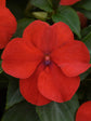 Impatiens Walleriana Red Oak 