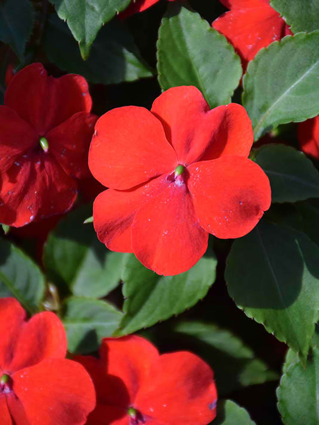 Impatiens Walleriana Red Oak 